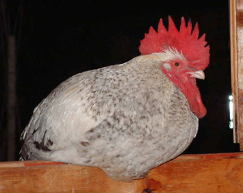 Proud rooster